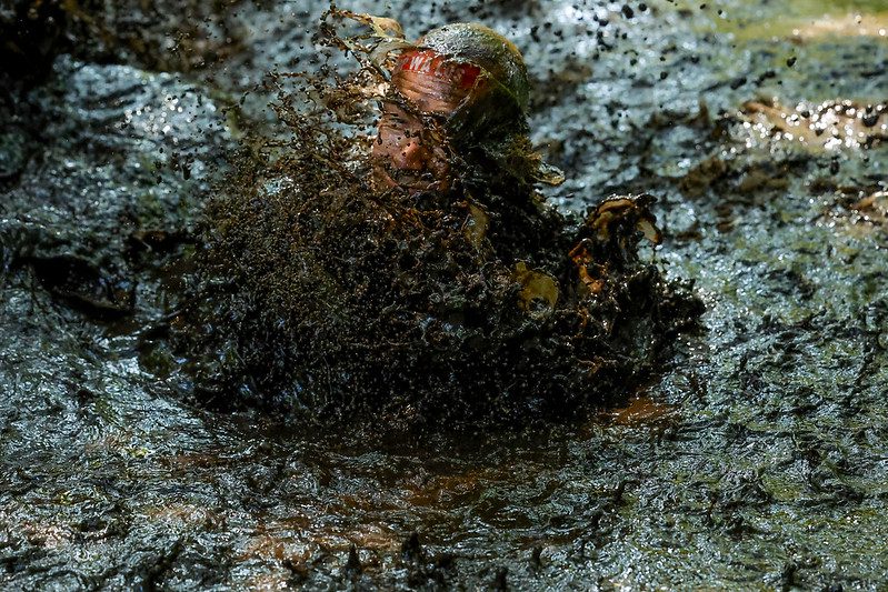 53039124010_cbae1da318_c